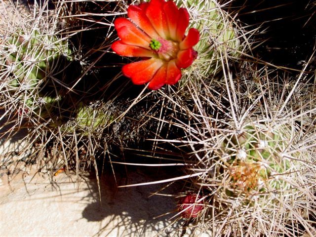 MoabFlowers (1029)